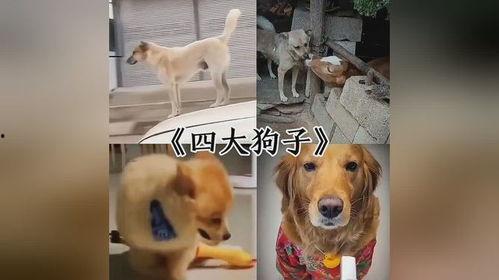 三只狗子爆料视频在线观看,揭秘娱乐圈幕后真相